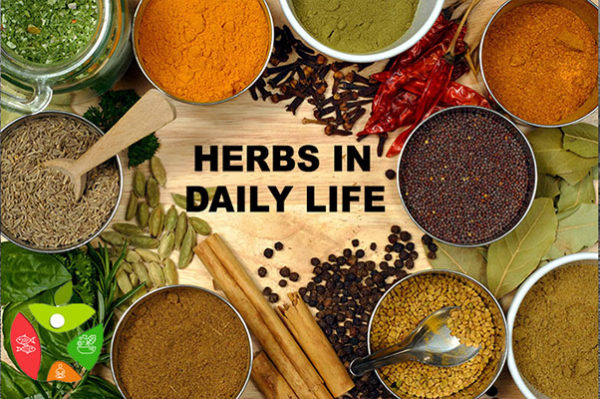 Herbs in Daily Life - Best Dietician in Delhi